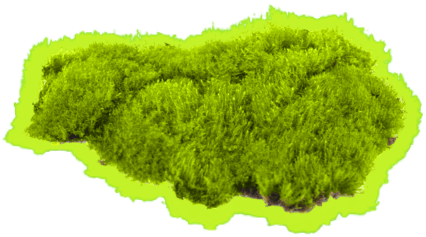 moss
