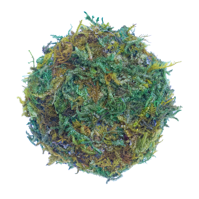 Your moss buddy